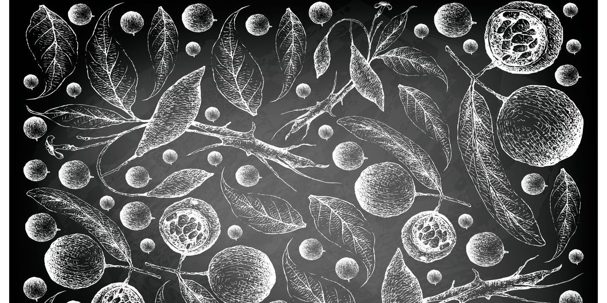 ibogaine plant illustration